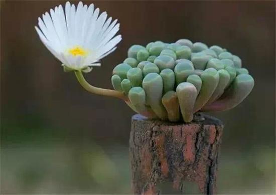 開花的多肉叫什么名字_多肉植物開花_開花的多肉植物