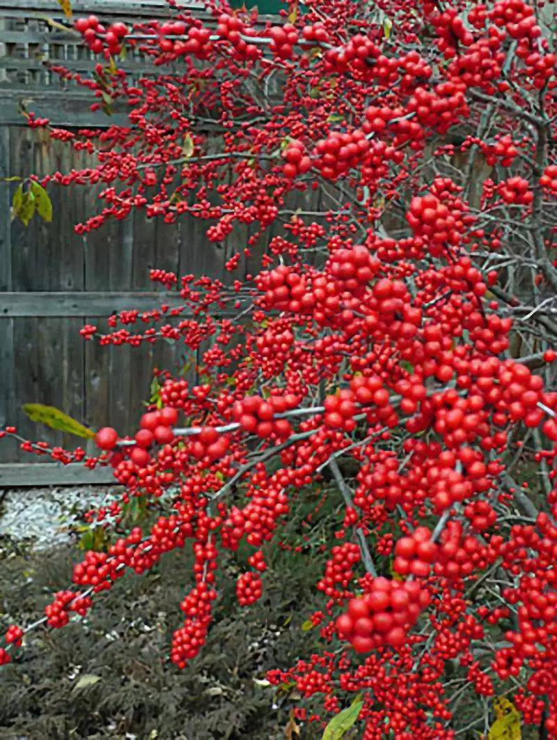 冬季養(yǎng)綠植適合什么花_冬季養(yǎng)綠植適合種什么花_冬季適合養(yǎng)的綠植