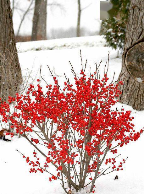 冬季養(yǎng)綠植適合種什么花_冬季養(yǎng)綠植適合什么花_冬季適合養(yǎng)的綠植