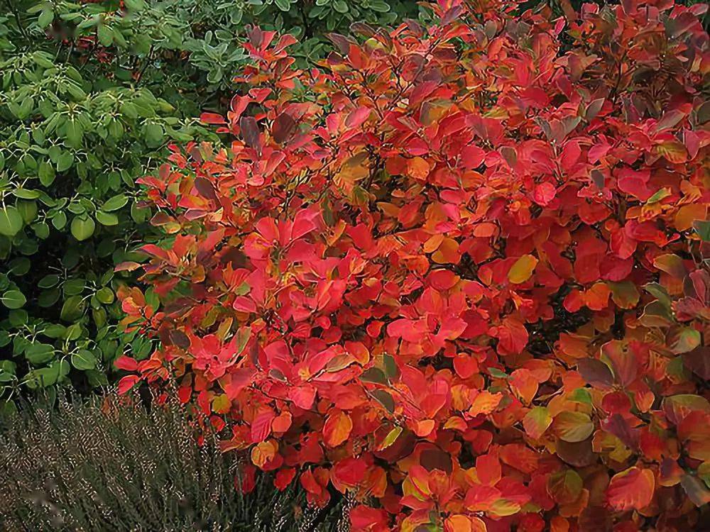 冬季養(yǎng)綠植適合什么花_冬季養(yǎng)綠植適合種什么花_冬季適合養(yǎng)的綠植