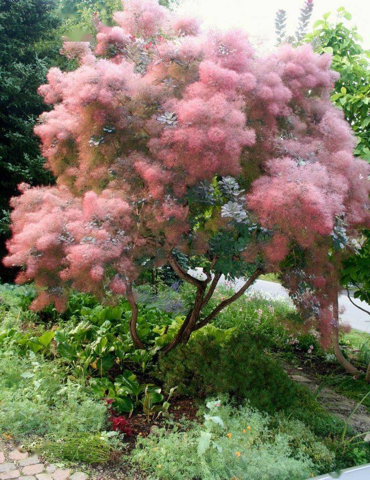 冬季養(yǎng)綠植適合種什么花_冬季適合養(yǎng)的綠植_冬季養(yǎng)綠植適合什么花