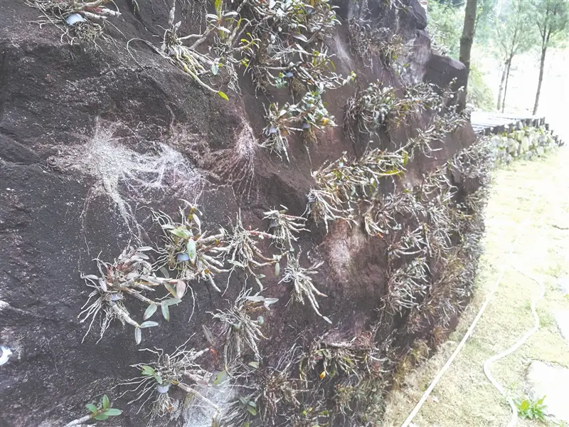 鐵皮石斛種植視頻教程_鐵皮石斛的種植方法_怎樣種植鐵皮石斛生長環境條件