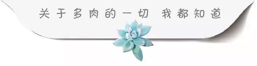 小花盆適合種什么_適合小花盆種的植物_小花盆適合種什么綠植