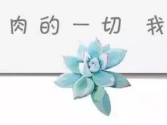 給綠植打造高級感，不如從花盆入手