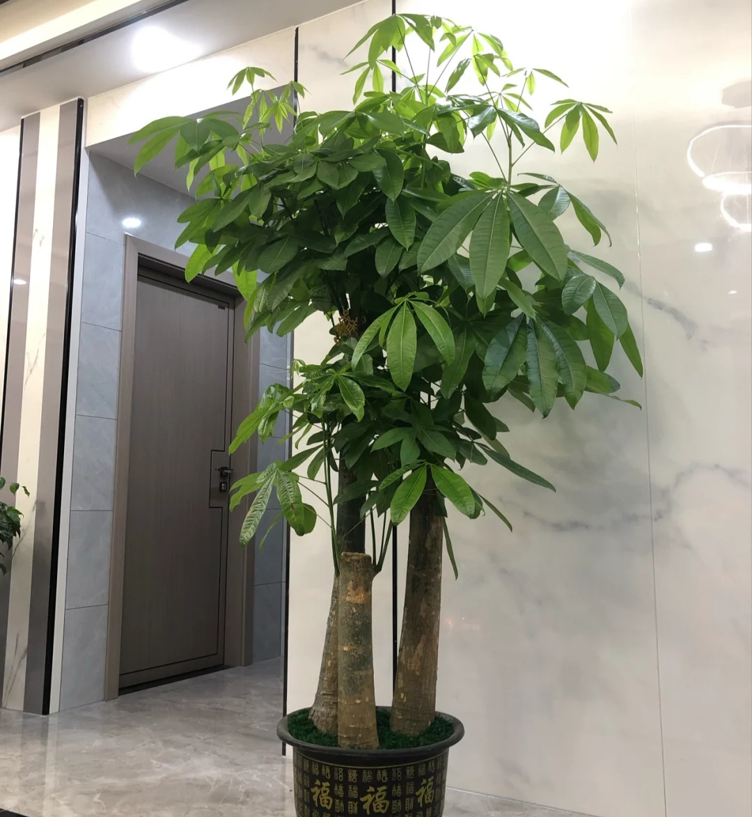 客廳擺綠植有什么講究_放在客廳的綠植什么比較好_客廳綠植放在好比較好的地方