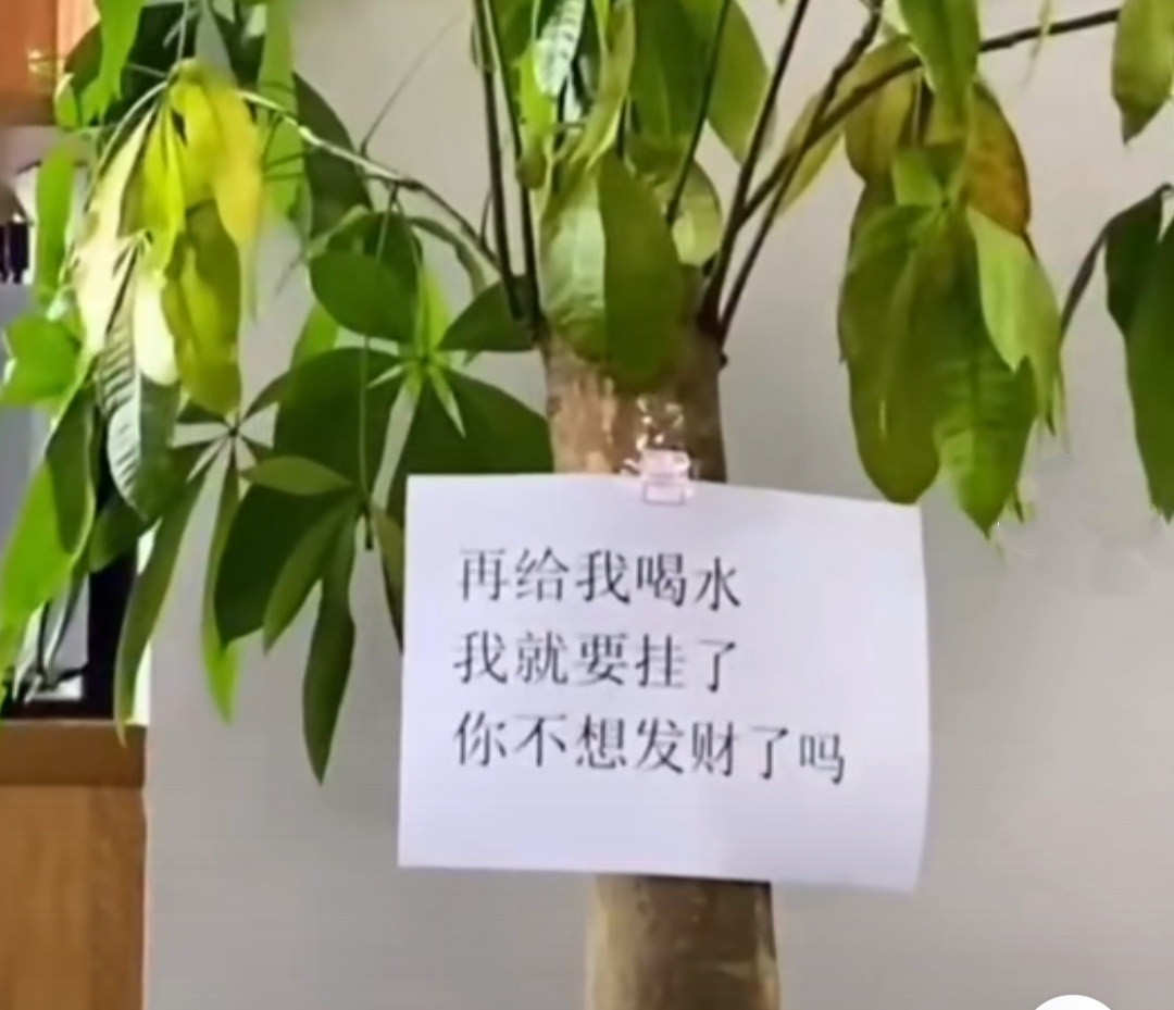 客廳擺綠植有什么講究_放在客廳的綠植什么比較好_客廳綠植放在好比較好的地方