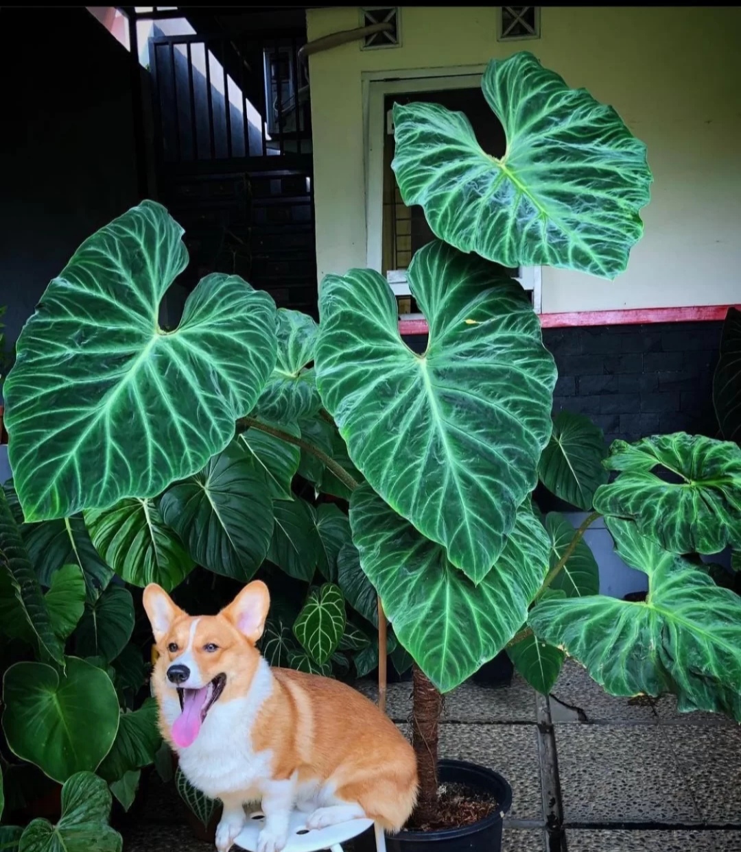 客廳擺綠植有什么講究_客廳綠植放在好比較好的地方_放在客廳的綠植什么比較好