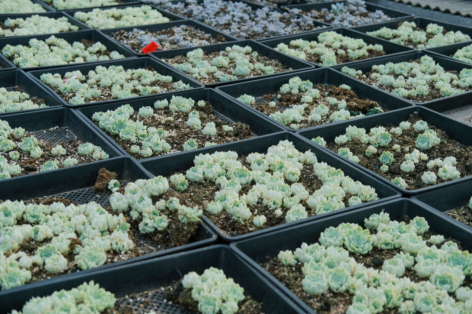 耐熱耐寒多肉植物_什么多肉耐寒耐熱_耐熱耐寒多肉品種有那些