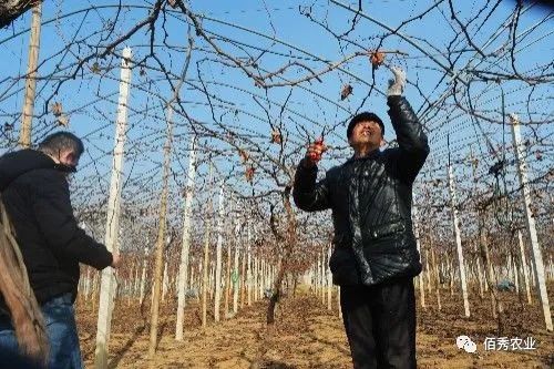 敵敵畏是酸性還是堿性農藥_敵殺死酸堿性_農藥敵敵畏是酸性的還是堿性的