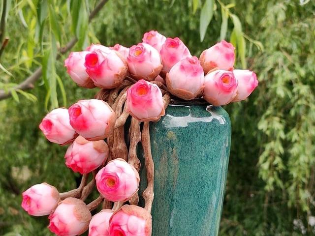 多肉花語寓意_花語植物多肉是什么品種_多肉植物的花語是什么