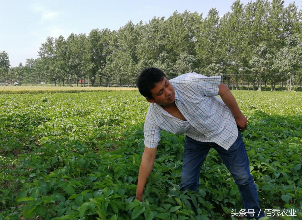 種植白芷需防治哪些病蟲害_種植白芷的技術要求_白芷種植