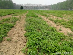 農村有種農作物，懂管理會種植，每畝利潤4000多元