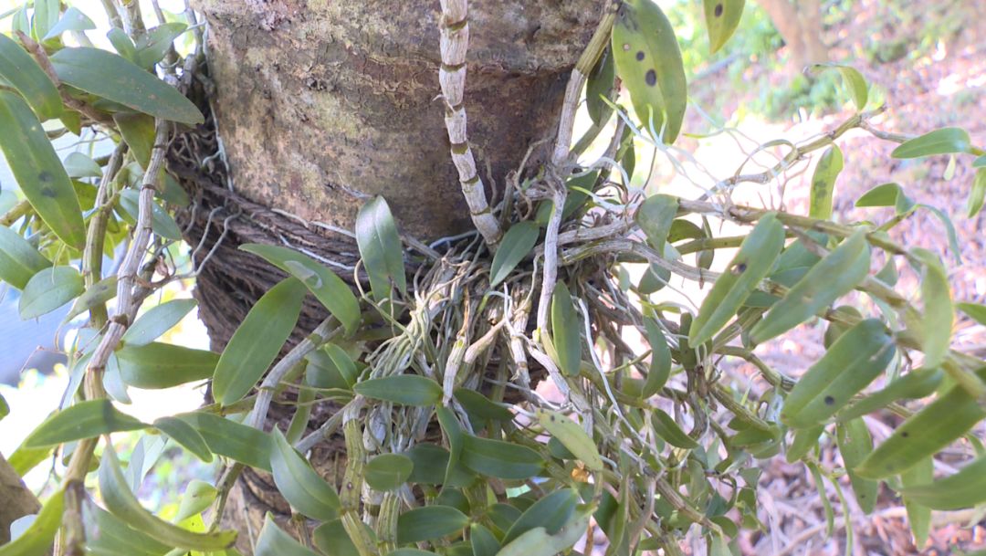 種植鐵皮石斛的效益_種植鐵皮石斛能賺錢嗎_鐵皮石斛種植