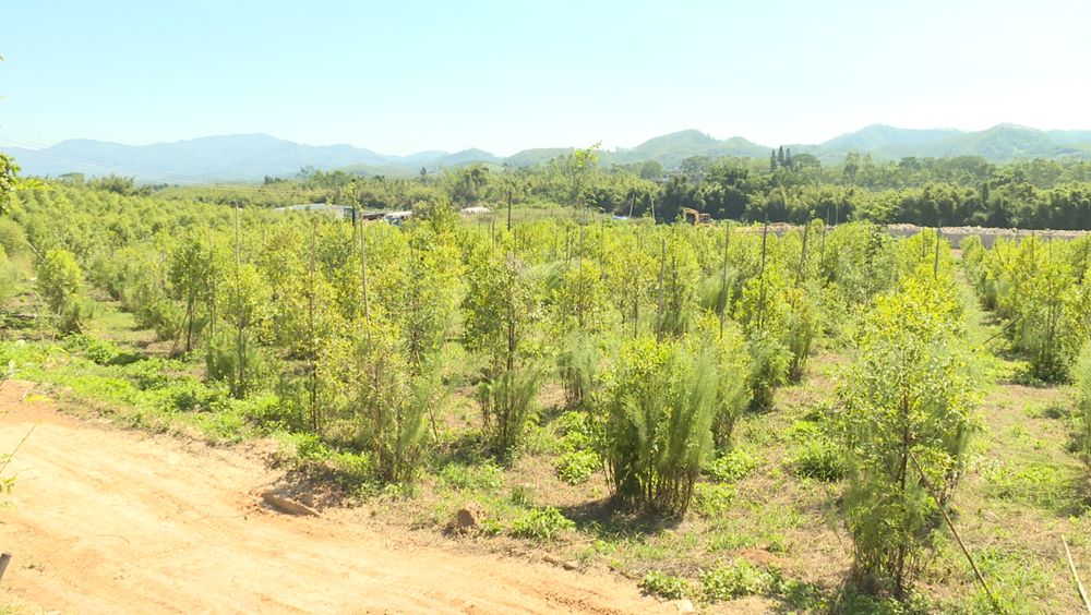 鐵皮石斛種植_種植鐵皮石斛的效益_種植鐵皮石斛能賺錢嗎