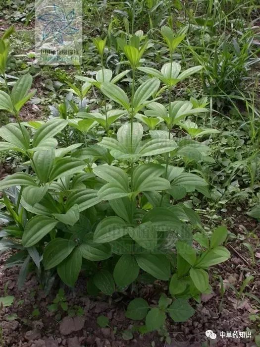 藥材百部_藥材種植前景好的品種_藥材百部