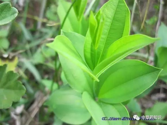 藥材百部_藥材種植前景好的品種_藥材百部