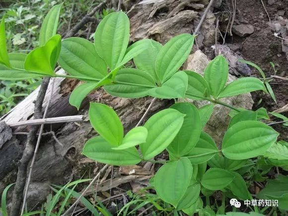 藥材百部_藥材百部_藥材種植前景好的品種