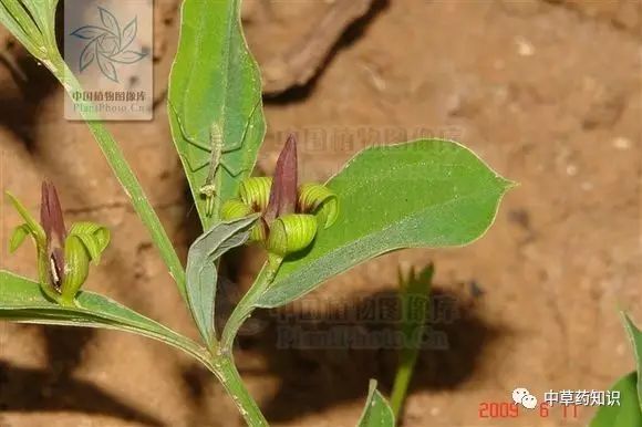 藥材百部_藥材百部_藥材種植前景好的品種