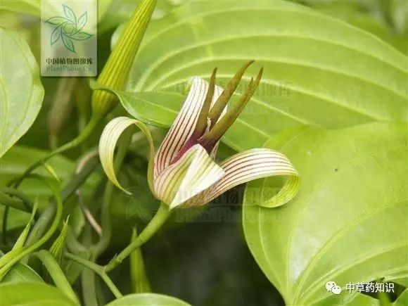 藥材百部_藥材種植前景好的品種_藥材百部