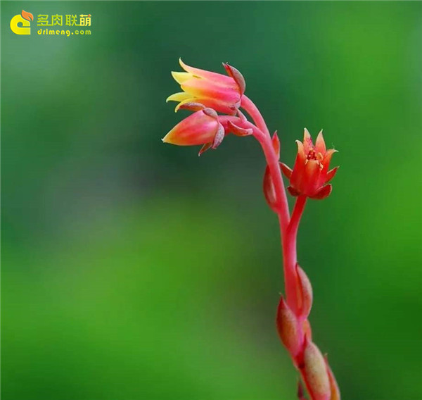 植物多肉小練筆200字_小植物多肉植物_植物多肉小練筆