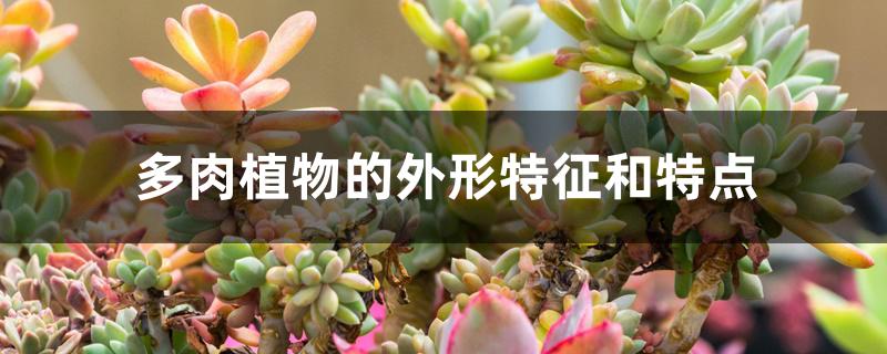 開花植物多肉圖片_什么多肉植物不開花_開花的多肉植物