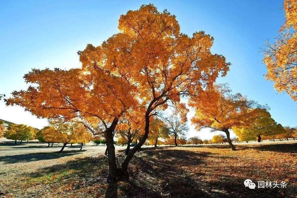 北方種植樹適合流蘇樹嗎_北方適宜樹種_流蘇樹適合北方種植嗎