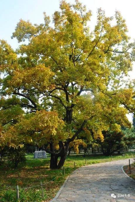 北方適宜樹種_北方種植樹適合流蘇樹嗎_流蘇樹適合北方種植嗎