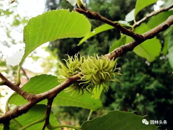 北方種植樹適合流蘇樹嗎_北方適宜樹種_流蘇樹適合北方種植嗎