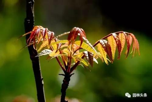 北方種植樹適合流蘇樹嗎_北方適宜樹種_流蘇樹適合北方種植嗎