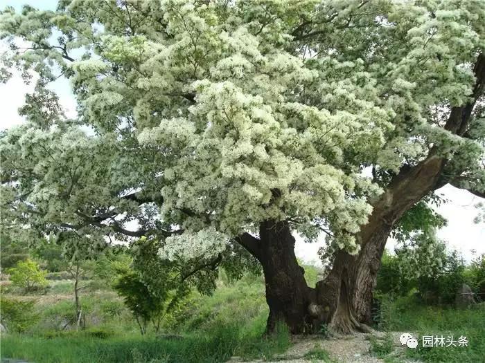 北方種植樹適合流蘇樹嗎_北方適宜樹種_流蘇樹適合北方種植嗎