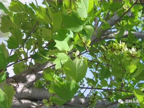 北方種植樹適合流蘇樹嗎_流蘇樹適合北方種植嗎_北方適宜樹種