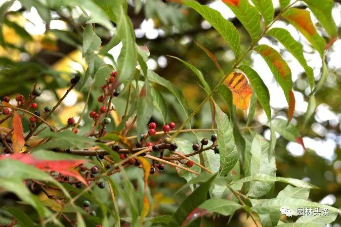 流蘇樹適合北方種植嗎_北方種植樹適合流蘇樹嗎_北方適宜樹種