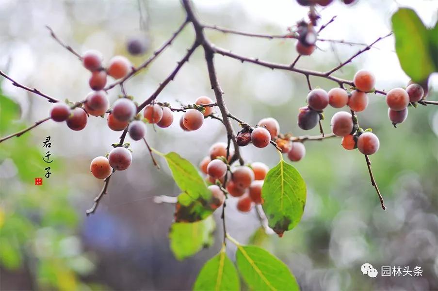 北方適宜樹種_北方種植樹適合流蘇樹嗎_流蘇樹適合北方種植嗎