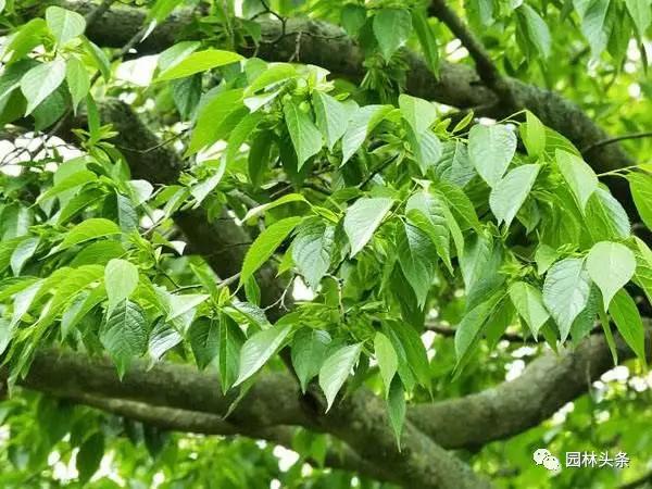 北方種植樹適合流蘇樹嗎_流蘇樹適合北方種植嗎_北方適宜樹種