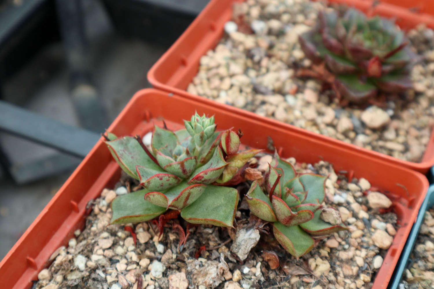 多肉花有毒_多肉植物毒性_那些多肉植物有毒花名