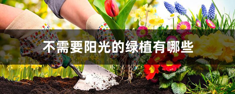 哪種綠植不需要陽光_陽光種綠植需要什么肥料_陽光種綠植需要澆水嗎