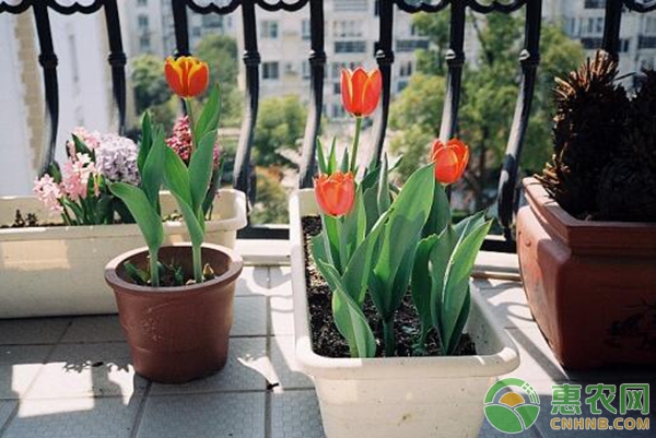 庭院耐寒綠化植物四季常綠_四季常青又耐寒的庭院綠植_庭院常綠耐寒觀葉植物