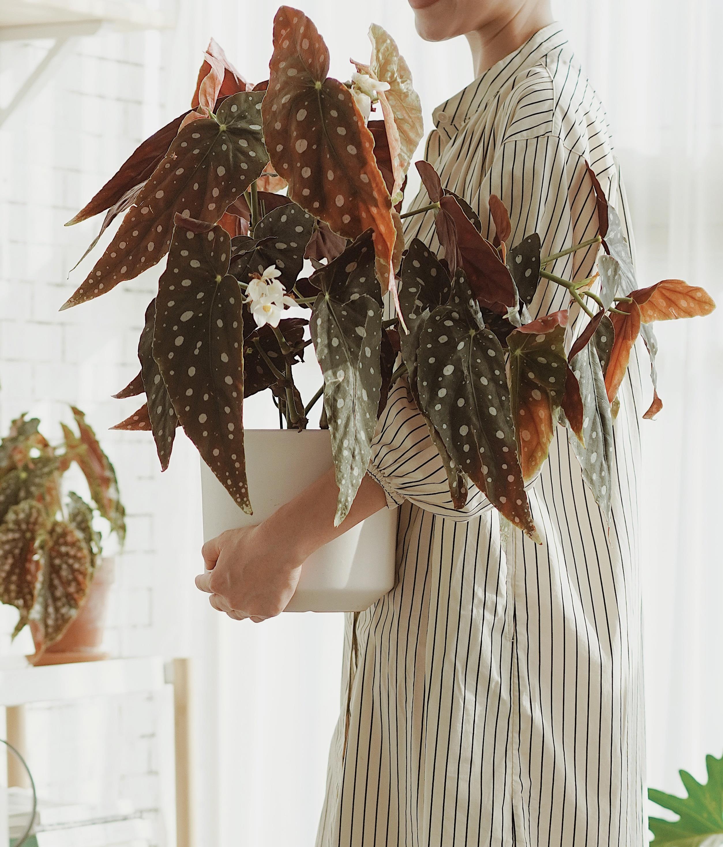 室內(nèi)陽光綠植見可以養(yǎng)的植物_綠植能在陽光下曬嗎_可以不見陽光的室內(nèi)綠植