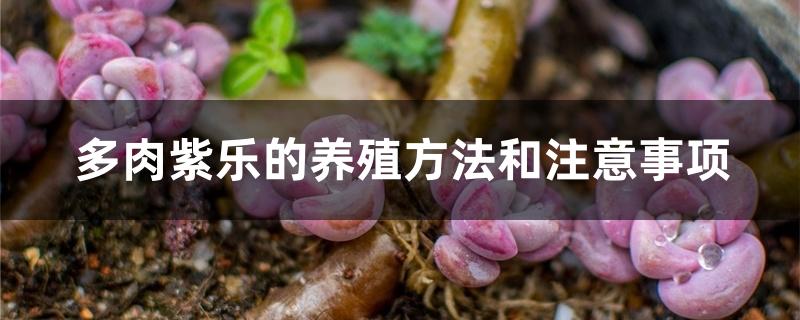 多肉換盆注意事項_多肉換盆用換土嗎_換盆的多肉要澆水嗎