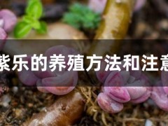 多肉紫樂的養(yǎng)殖方法和注意事項