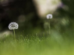 冰菜種植時間及方法