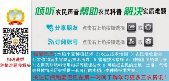 小麥農藥促進分蘗的措施_小麥農藥促進分蘗的原因_促進小麥分蘗的農藥