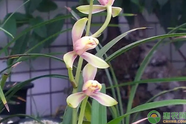 客廳養綠植多了好嗎_客廳養綠植風水禁忌_客廳養什么綠植