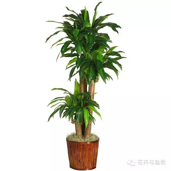 室內常用綠植_常用室內綠植有哪些_常用室內綠植品種