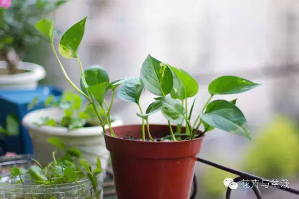 常用室內綠植品種_常用室內綠植有哪些_室內常用綠植