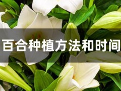 百合種植方法和時間