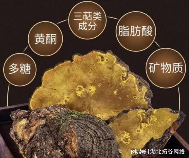 桑黃種植_種植桑黃被騙了怎么投訴_種植桑黃真的能賺錢嗎