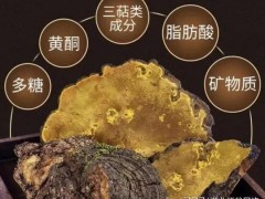 云南耘禾農業桑黃種植技術為農戶開辟桑黃種植新天地