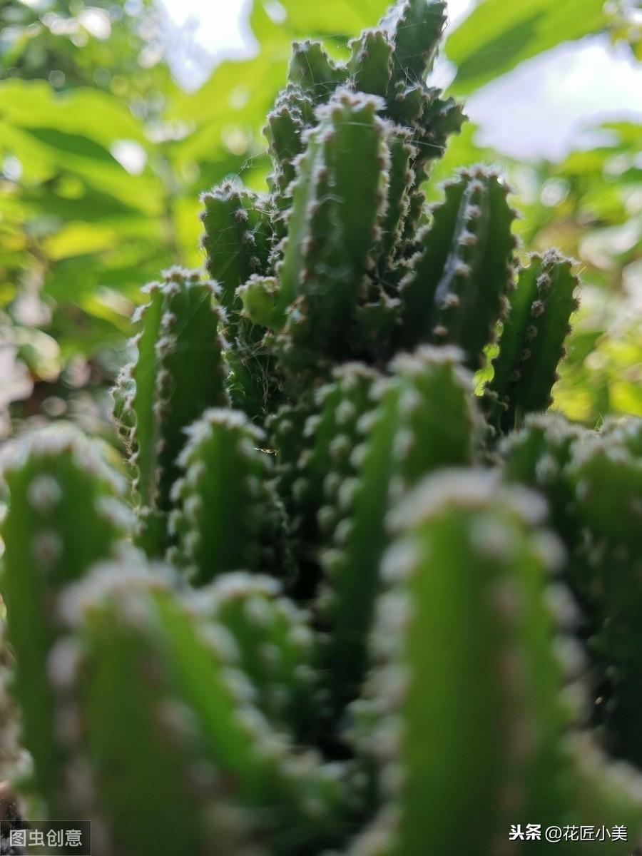 家里適合放的綠植有哪些_綠植適合放家里有香味嗎_綠植放家里有什么好處