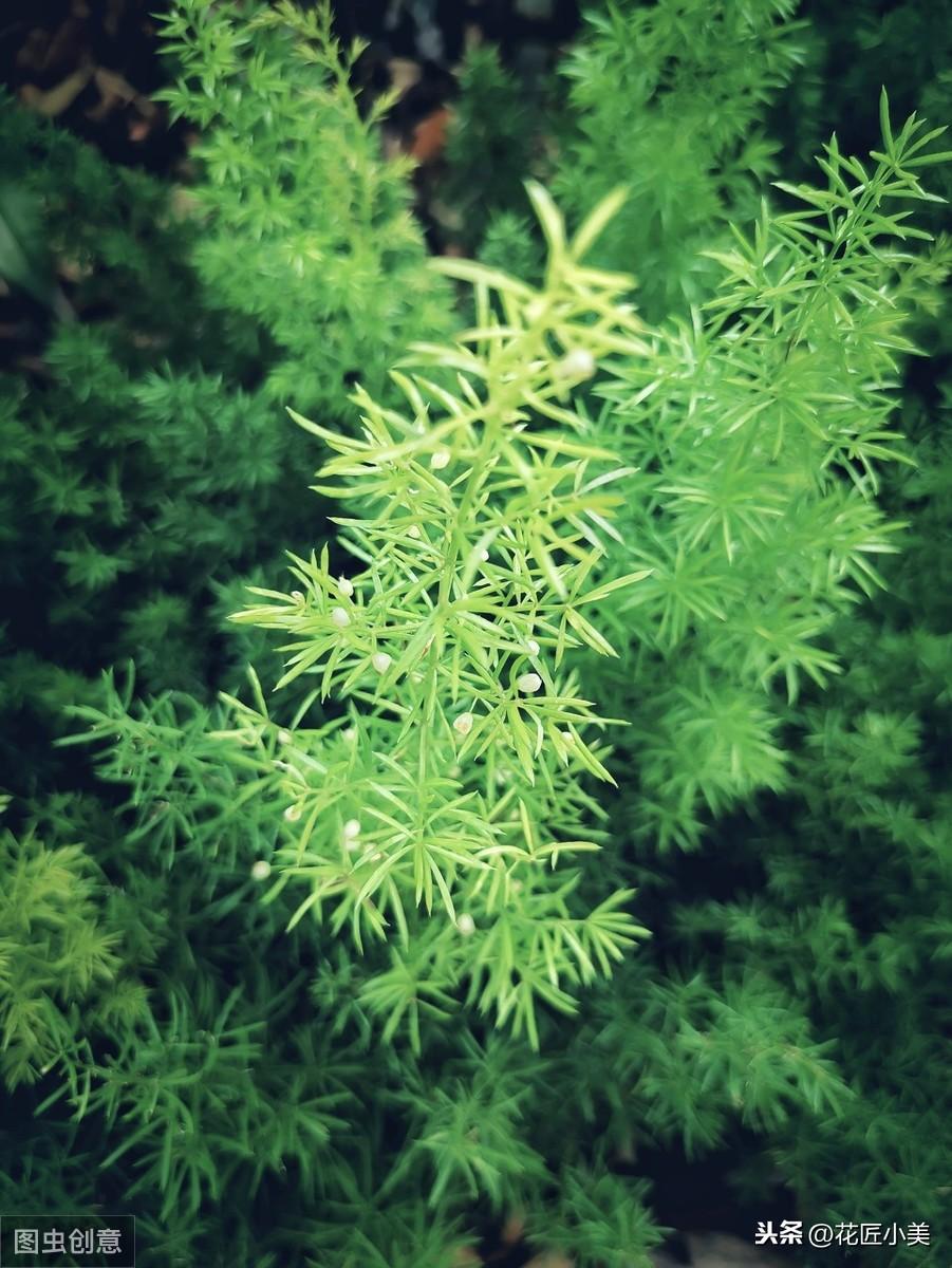 綠植適合放家里有香味嗎_綠植放家里有什么好處_家里適合放的綠植有哪些